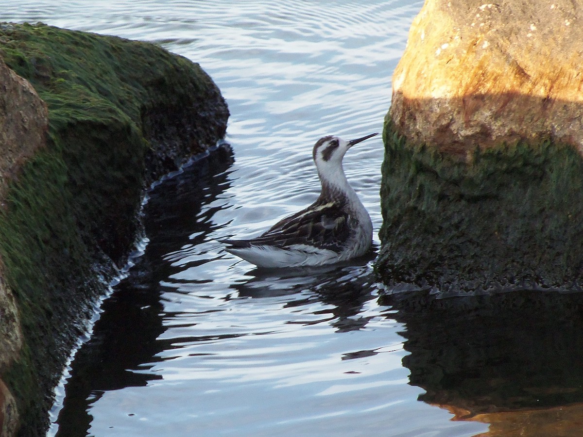 Red-necked Phalarope - ML67672931