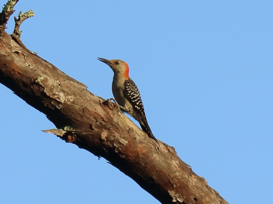 Red-bellied Woodpecker - ML67674191