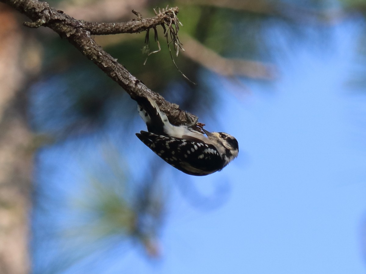 Downy Woodpecker - ML67674461