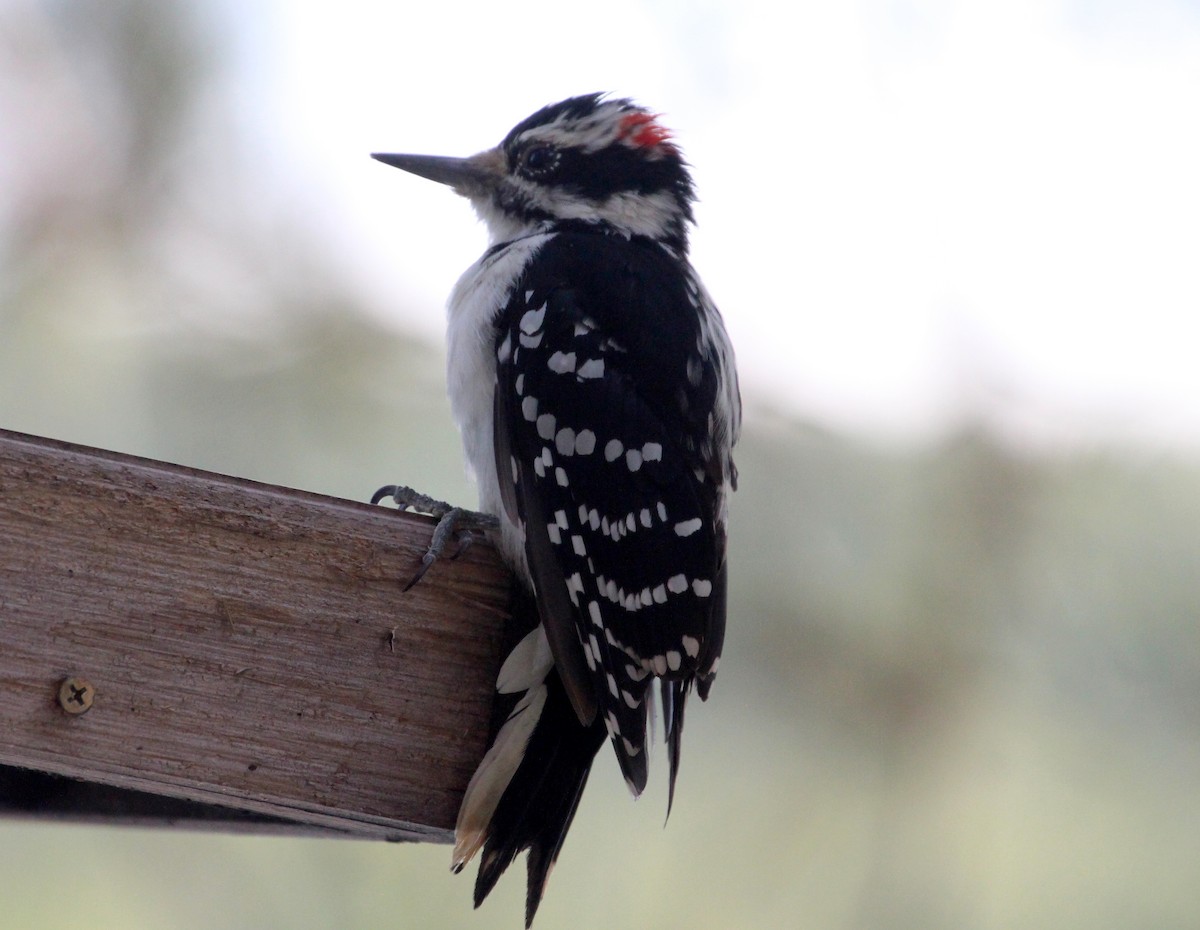 strakapoud americký [skupina villosus] - ML67675741