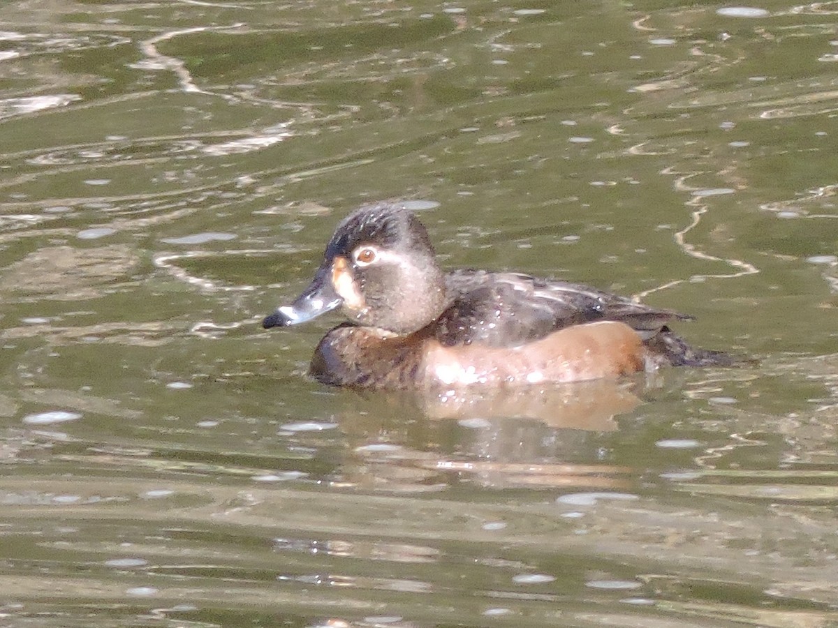 Ring-necked Duck - Sara Masuda