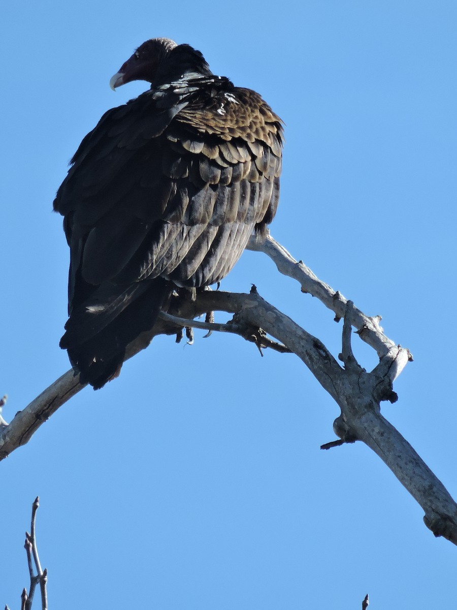 Turkey Vulture - Sara Masuda