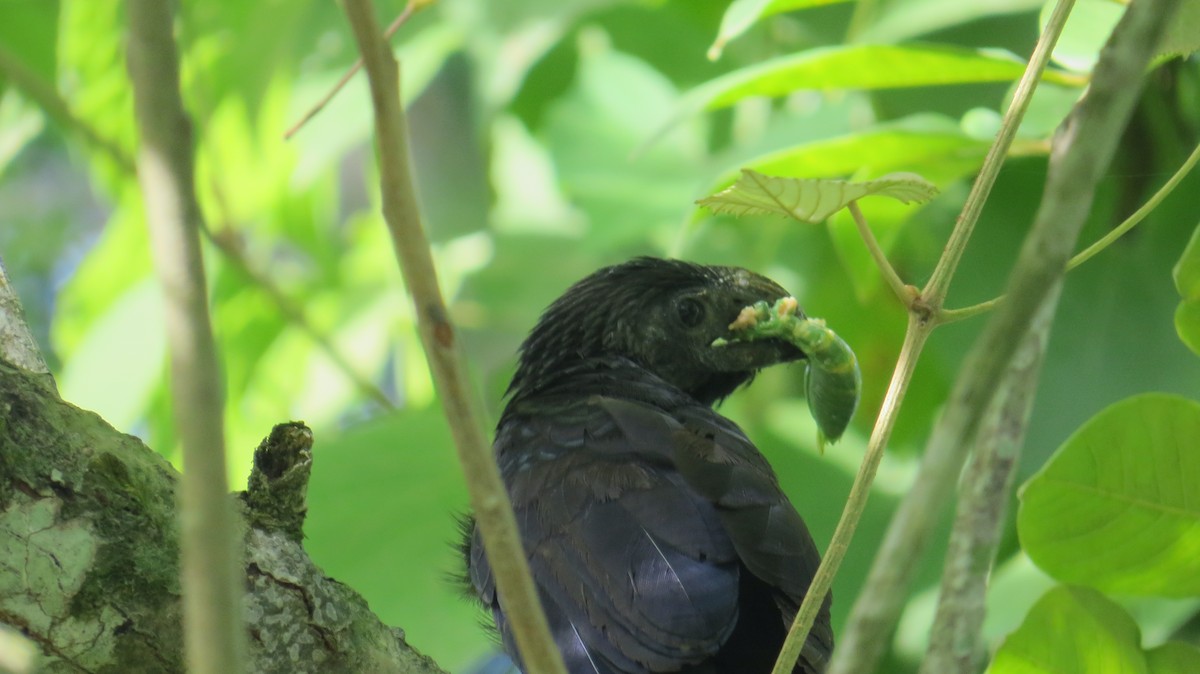 Groove-billed Ani - Eric van den Berghe