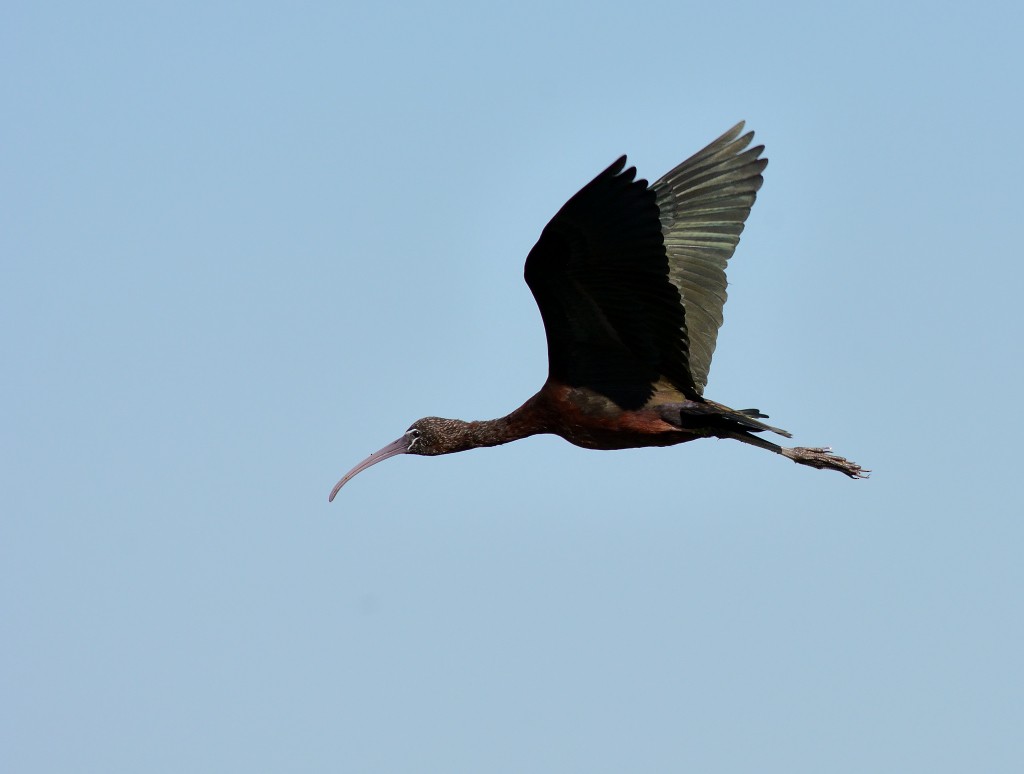 Glossy Ibis - ML67681271