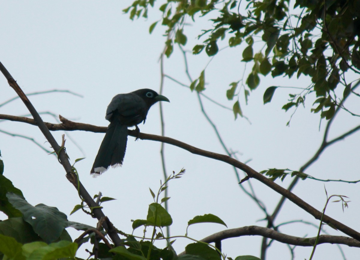 Blue-faced Malkoha - ML67684381