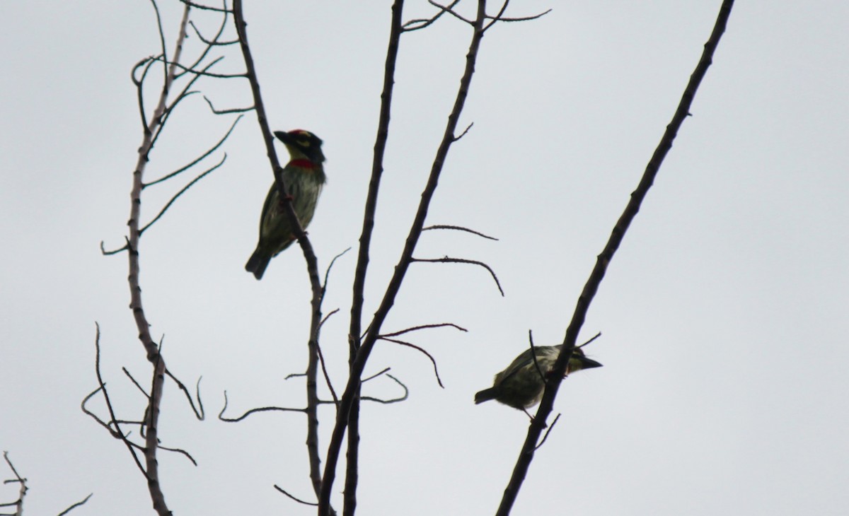 Coppersmith Barbet - Koshy Philip