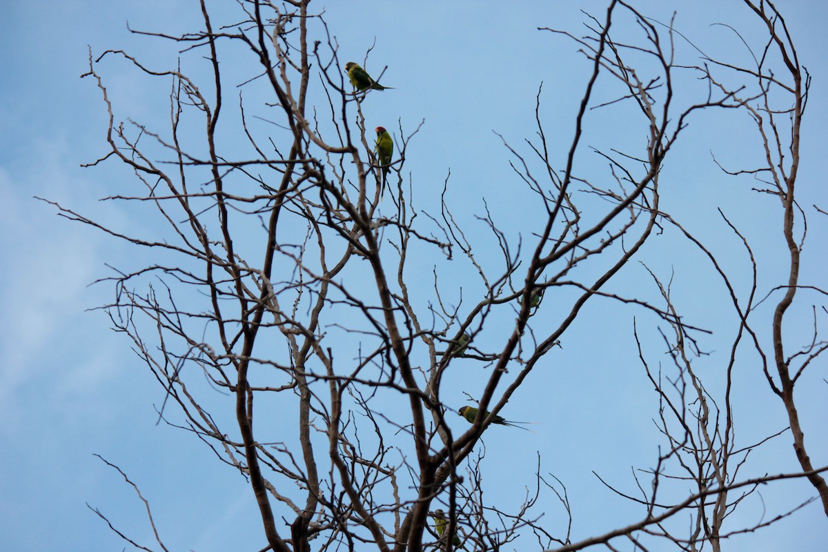 Plum-headed Parakeet - Koshy Philip