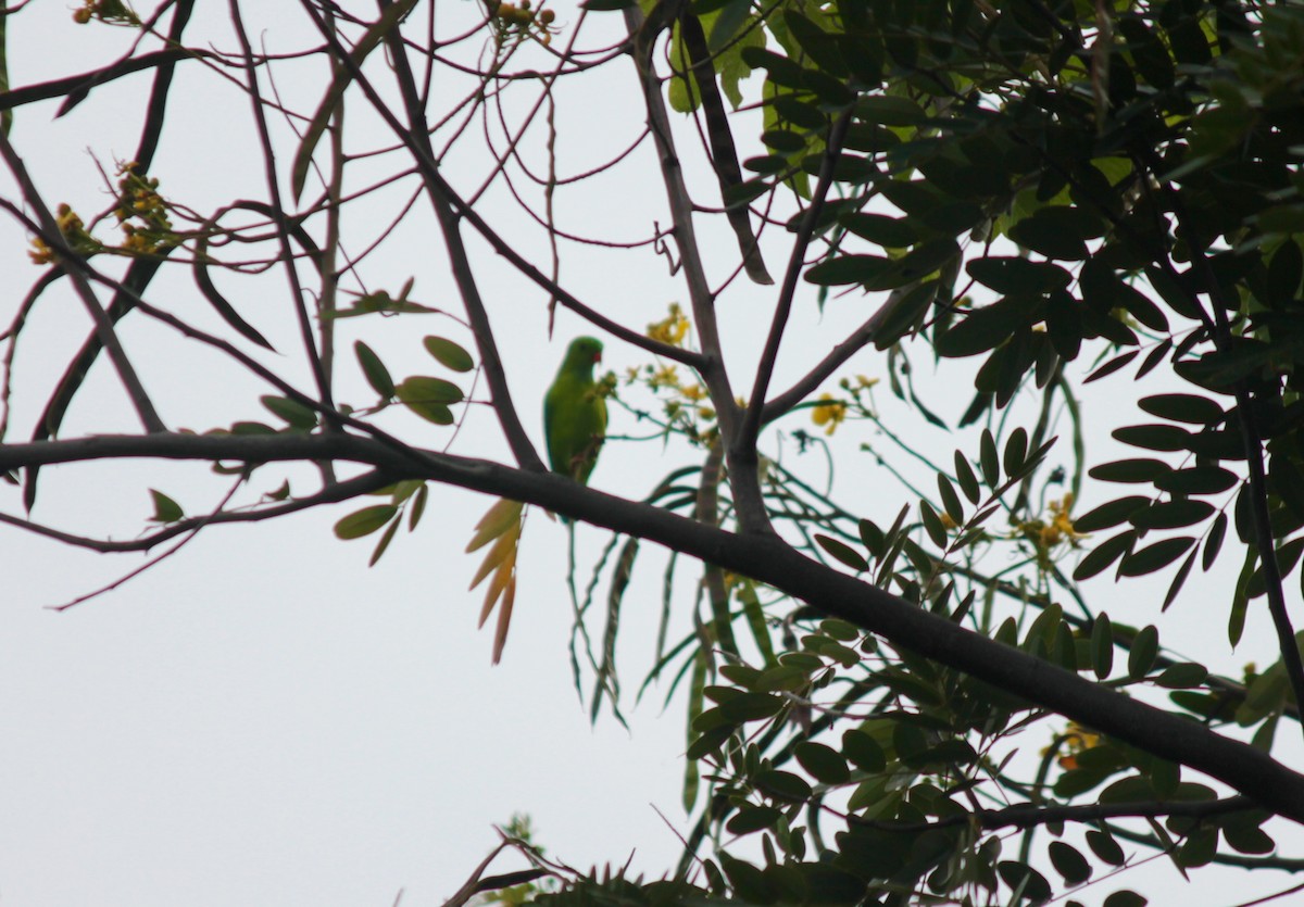 Vernal Hanging-Parrot - ML67684841