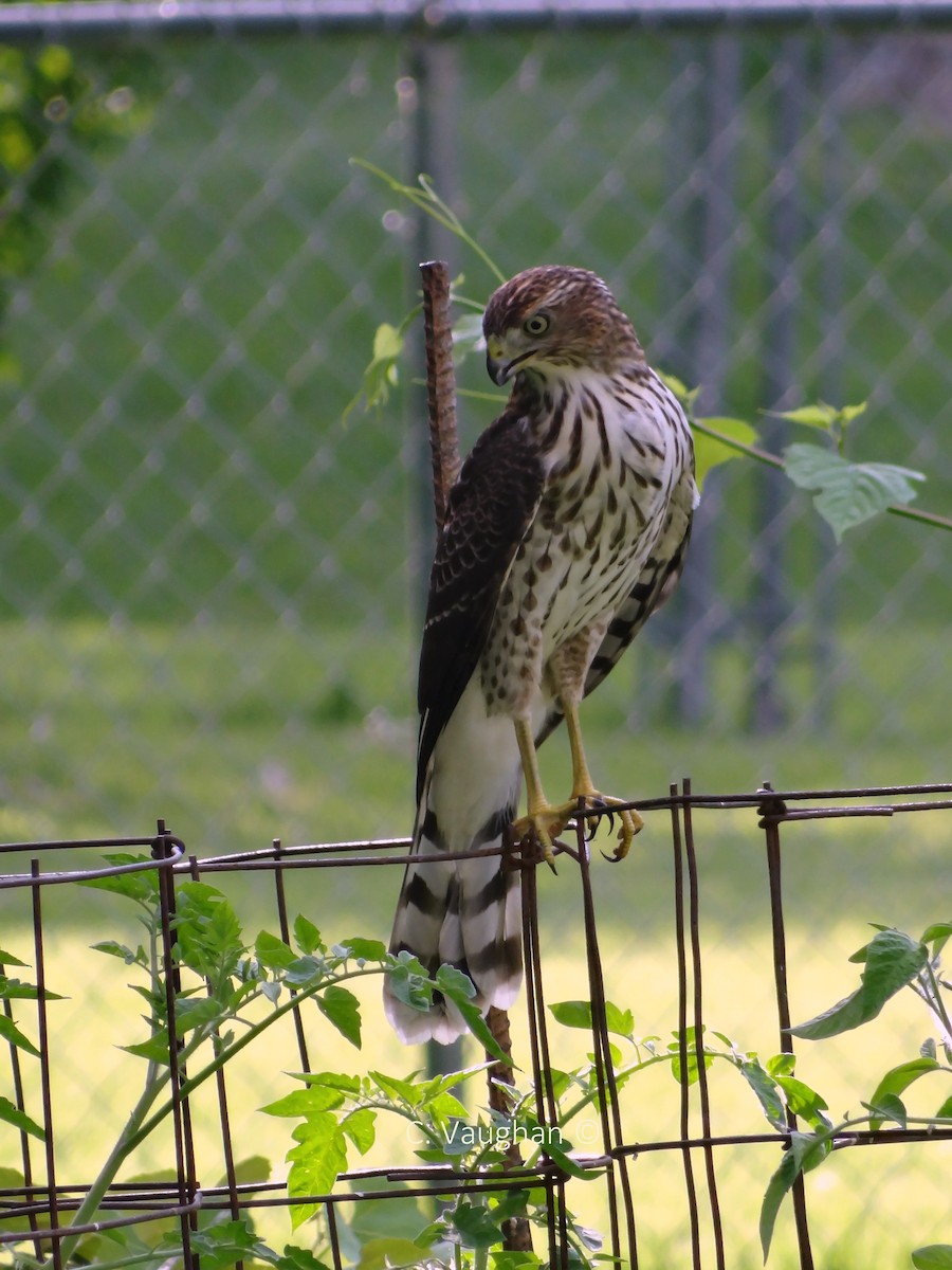 Cooper's Hawk - Christina Vaughan