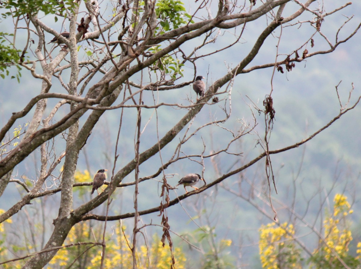 Jungle Myna - Koshy Philip