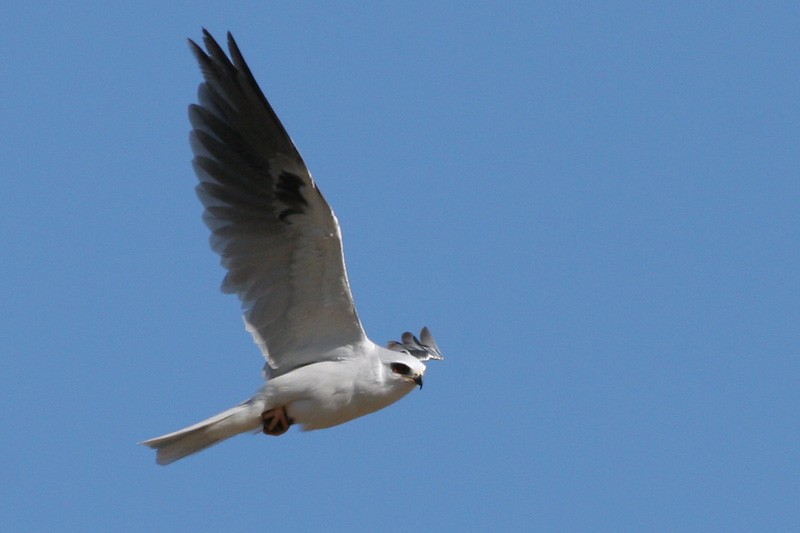 White-tailed Kite - Garrett Lau