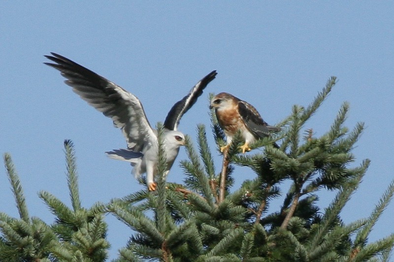 White-tailed Kite - Garrett Lau