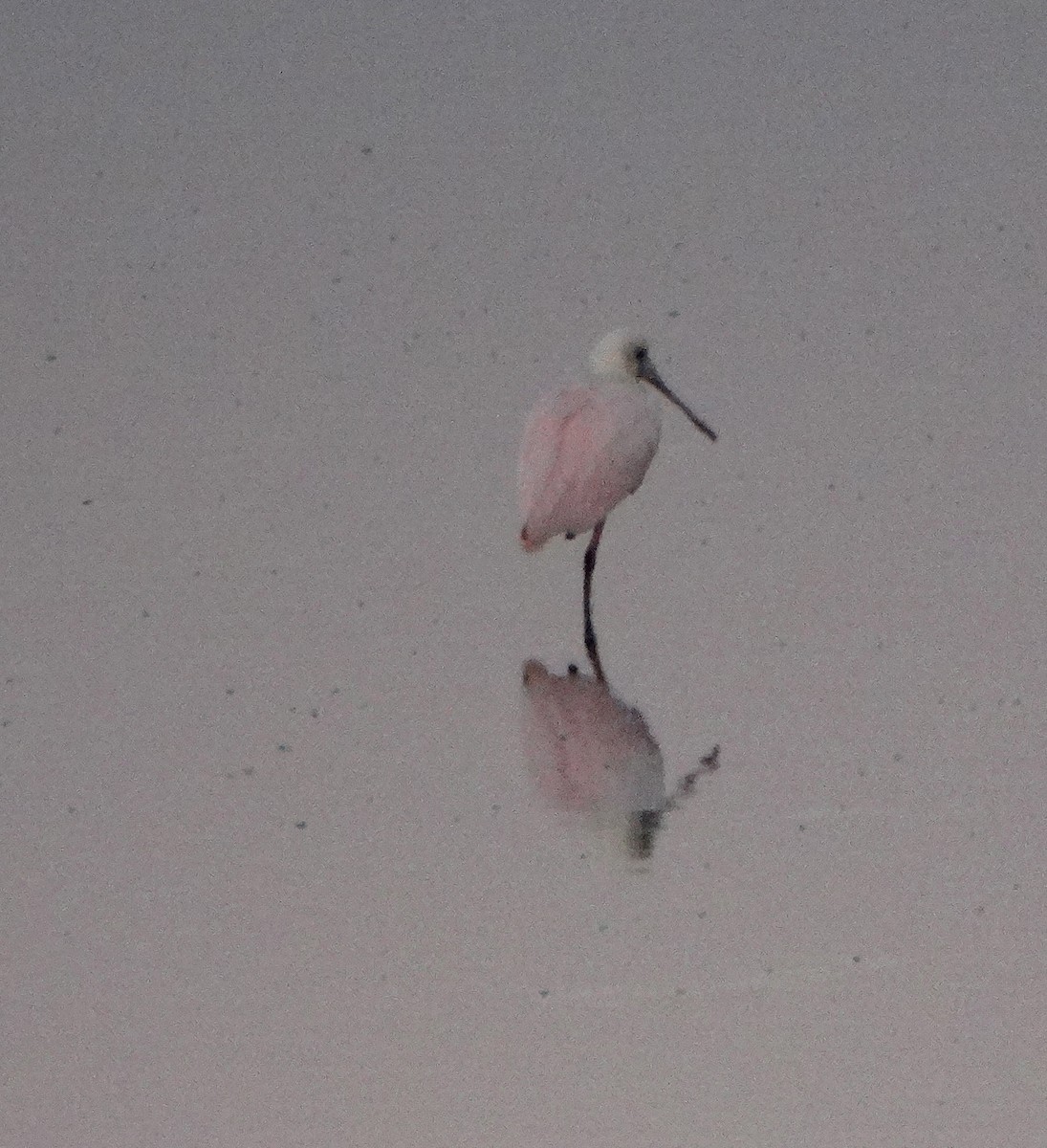 Roseate Spoonbill - ML67685531