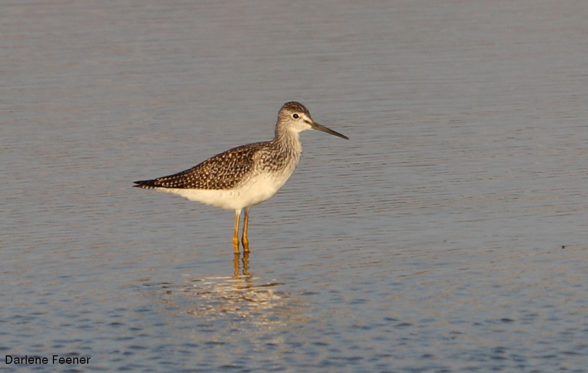 Greater Yellowlegs - ML67686241