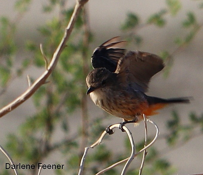 Vermilion Flycatcher - ML67686511