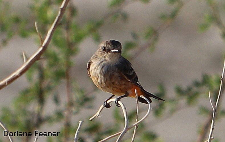 Vermilion Flycatcher - ML67686551