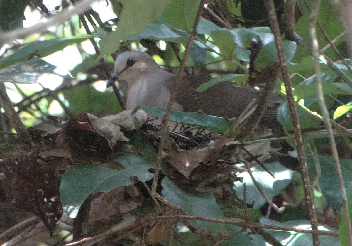 Gray-fronted Dove - ML67689001