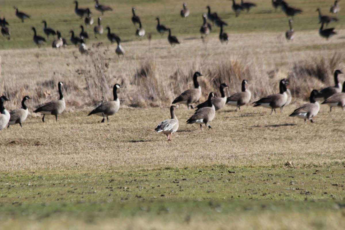 Pink-footed Goose - ML67689081