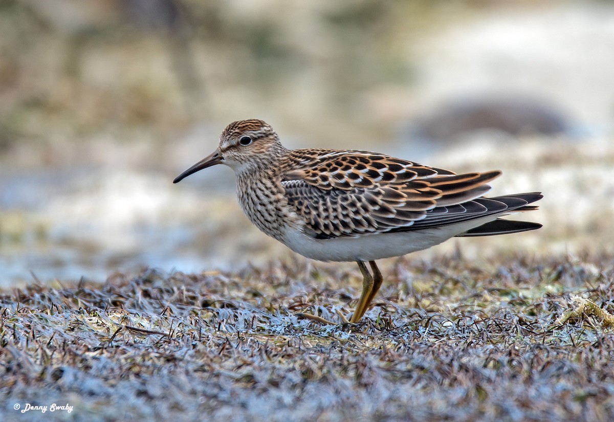 Pectoral Sandpiper - ML67689461