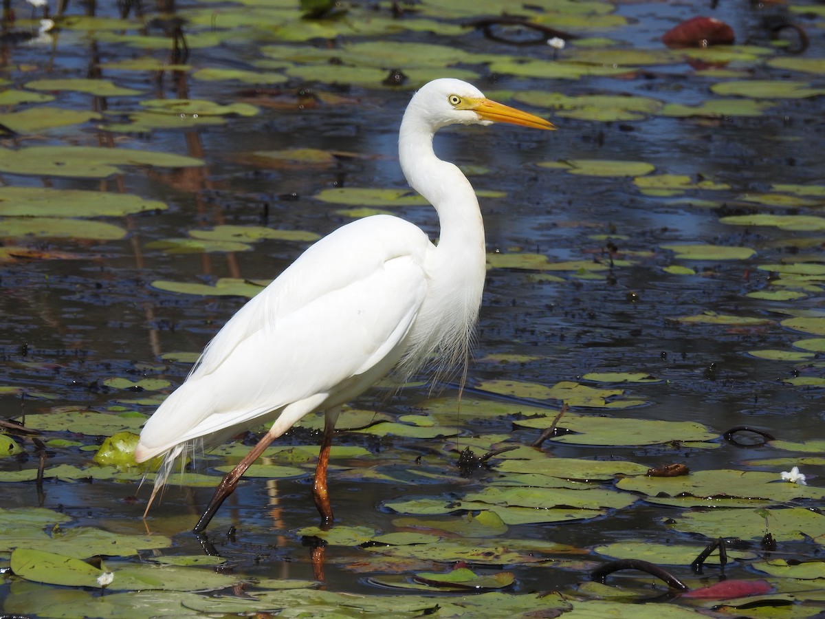 Plumed Egret - ML67690731