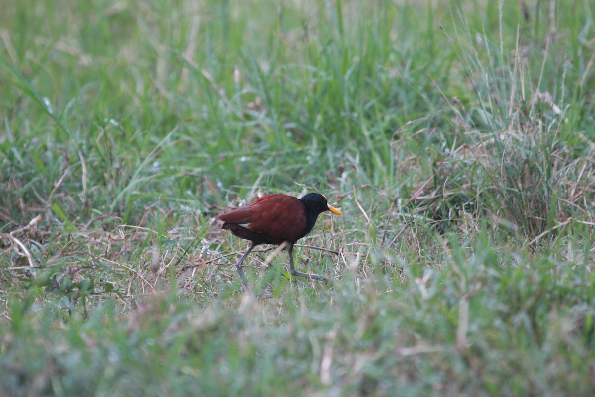 Northern Jacana - ML67692661