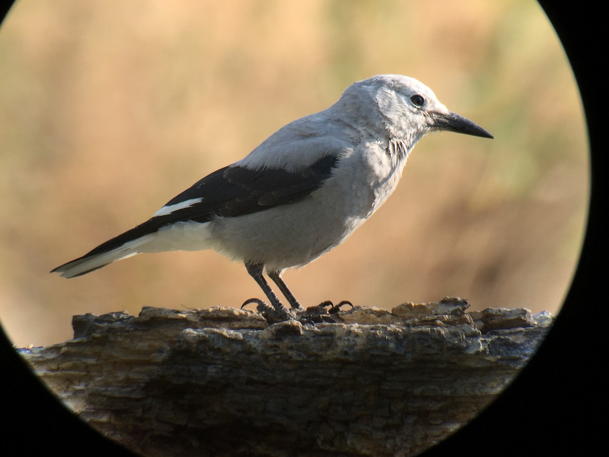 Clark's Nutcracker - Pat Weber