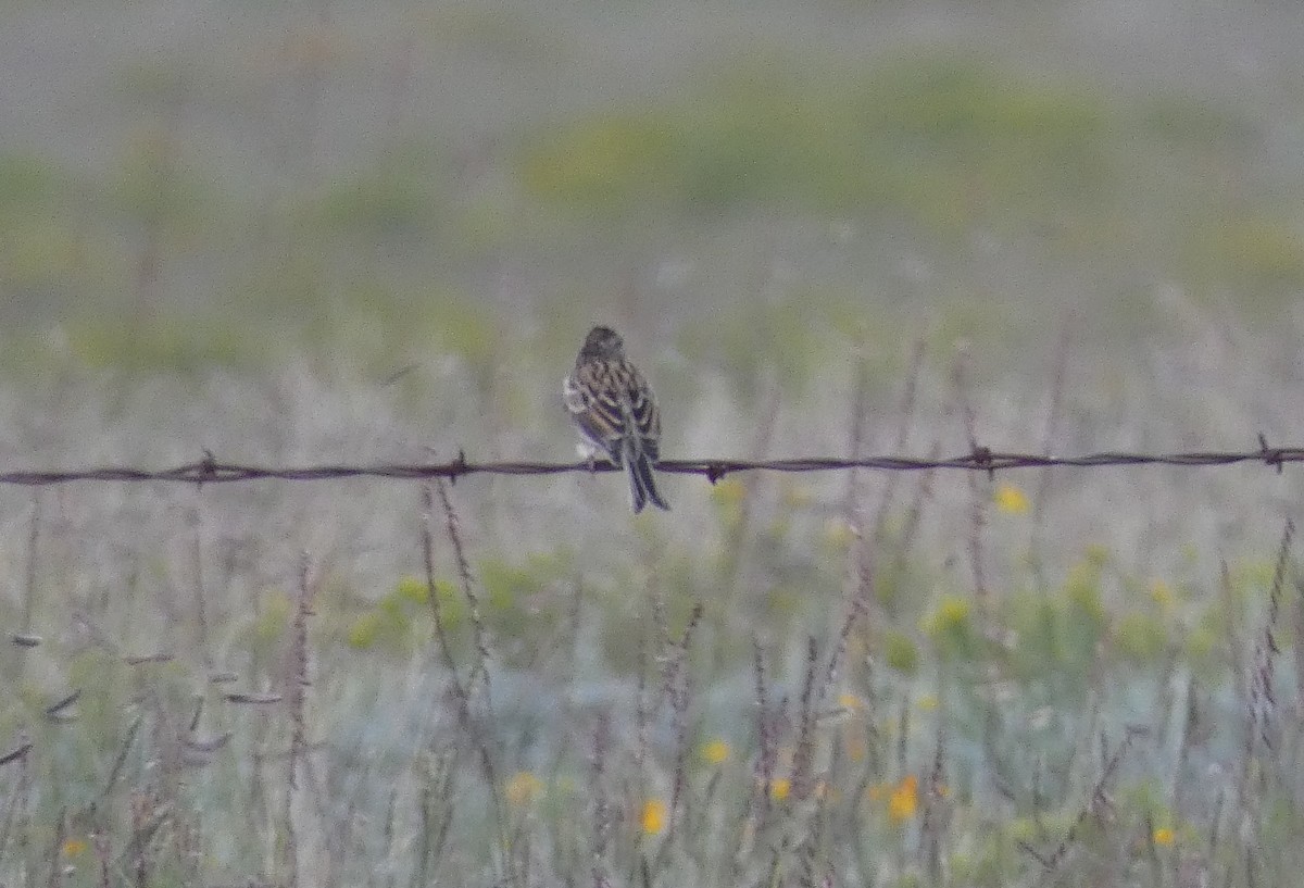 Chipping Sparrow - ML67695821