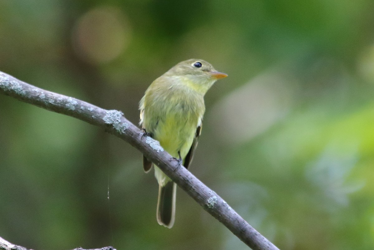 Yellow-bellied Flycatcher - Jeff Bryant