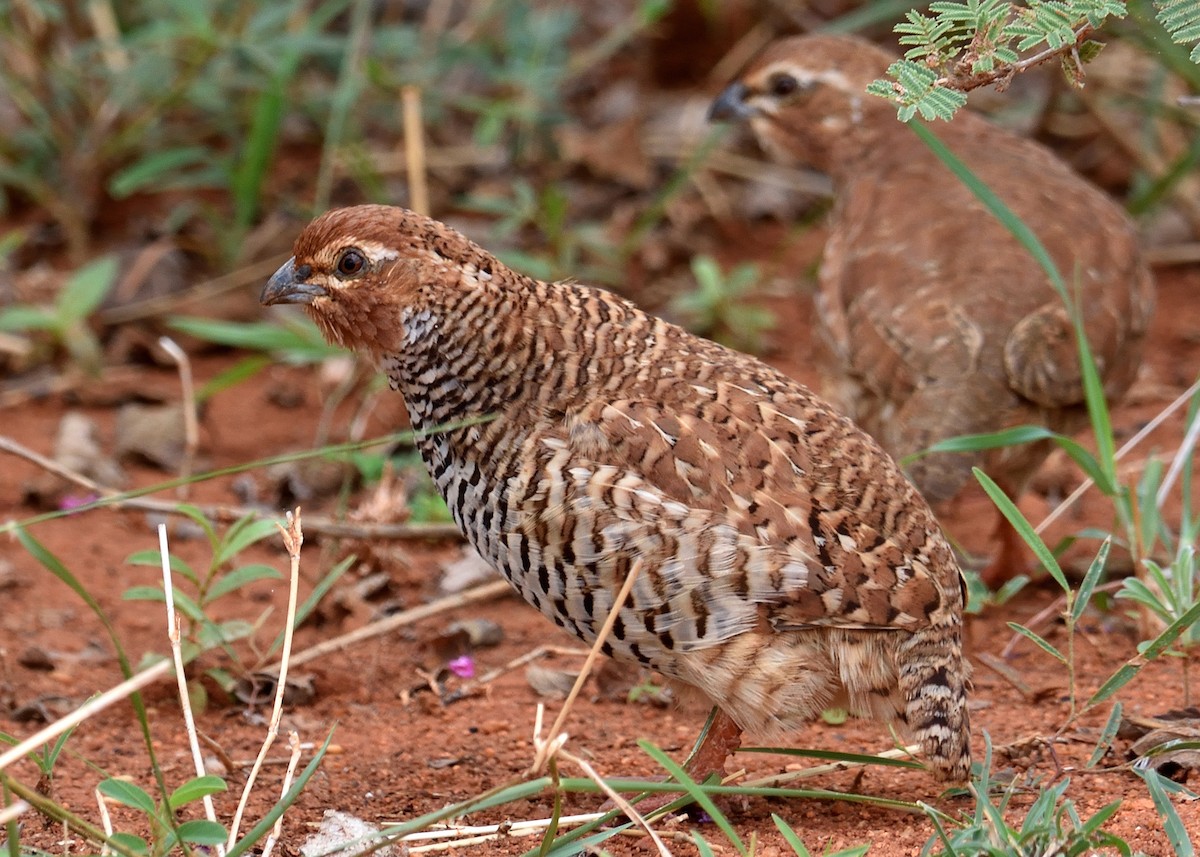 Rock Bush-Quail - ML67697221