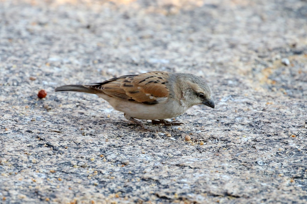 Great Rufous Sparrow - ML67697711
