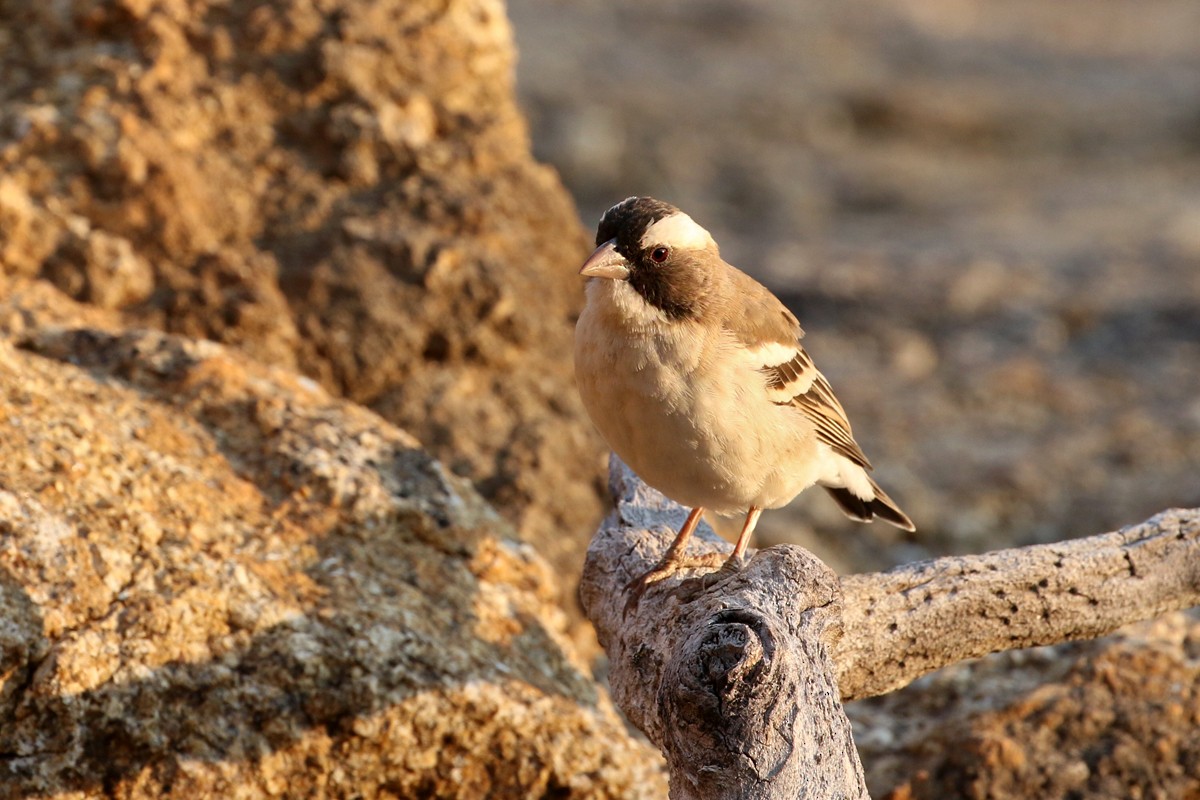 White-browed Sparrow-Weaver - ML67697931