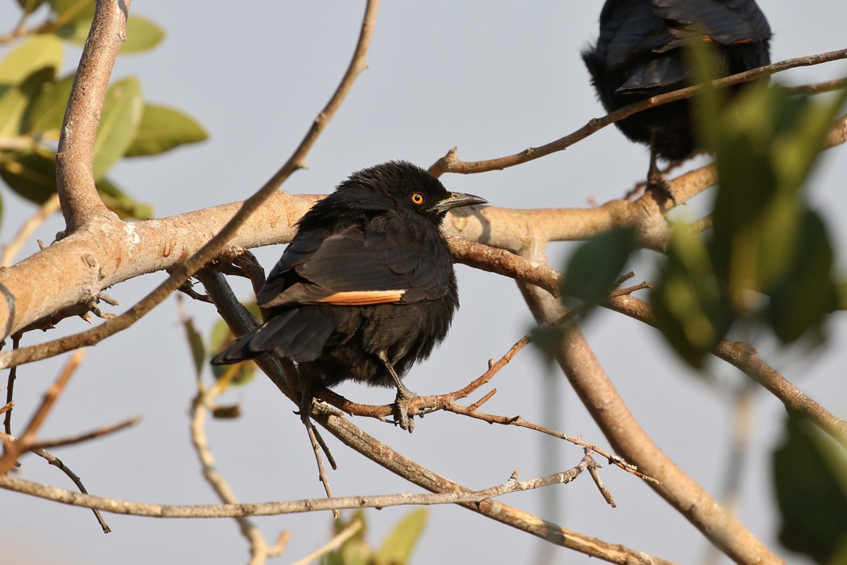 Pale-winged Starling - ML67698141