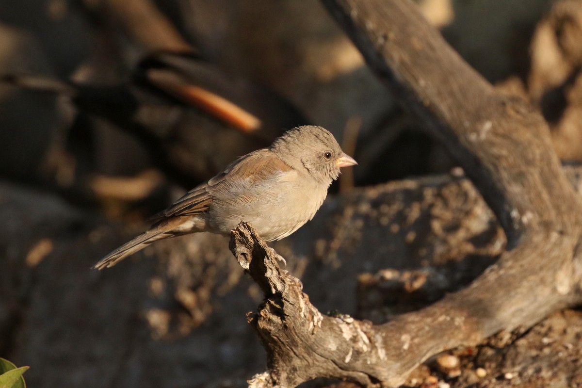 Southern Gray-headed Sparrow - ML67698201