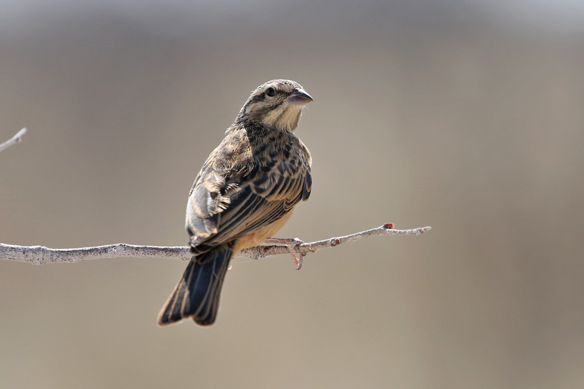 Cinnamon-breasted Bunting - ML67700161