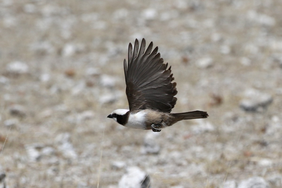 White-crowned Shrike - ML67701471