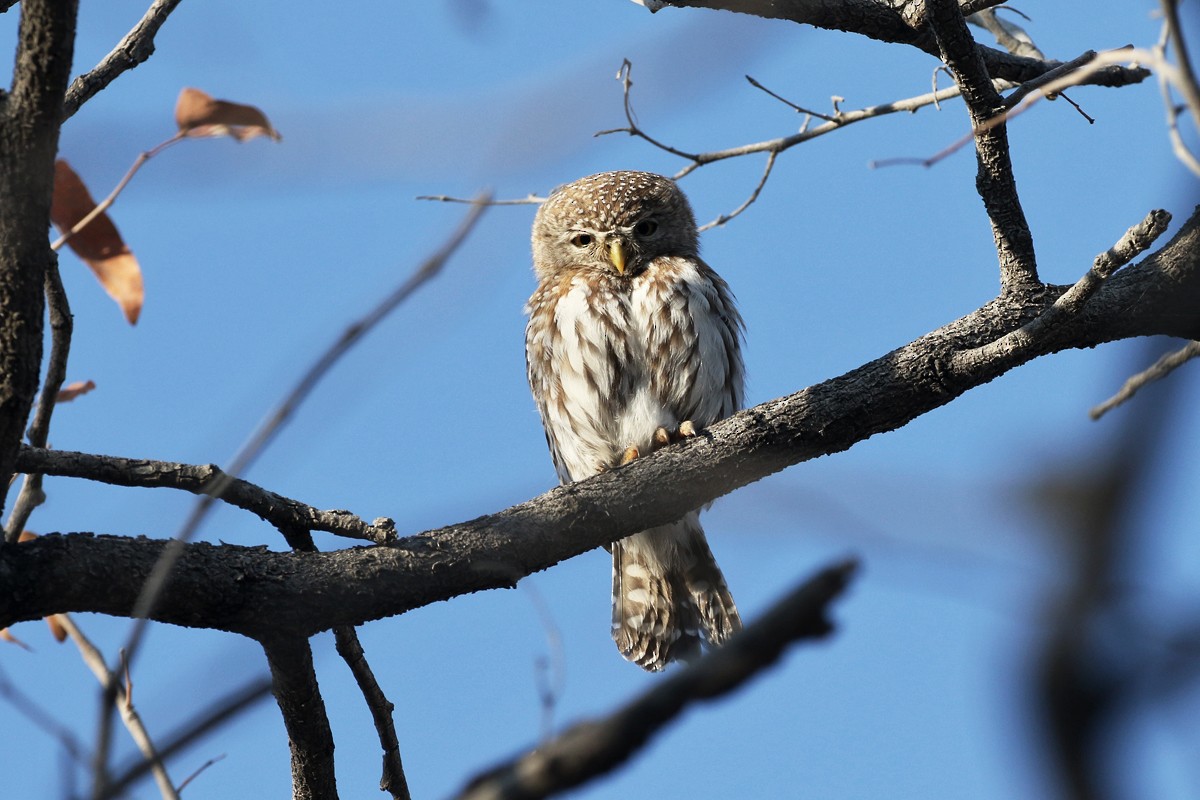Pearl-spotted Owlet - ML67701691
