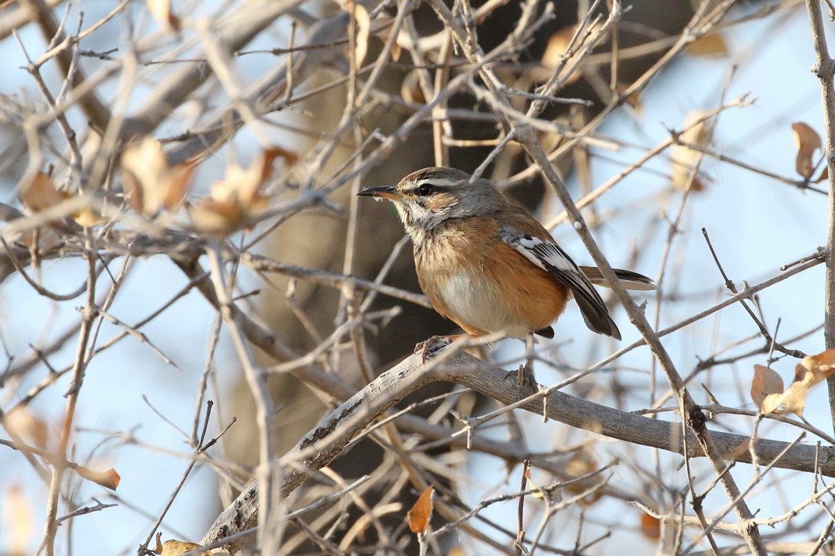 Red-backed Scrub-Robin (Red-backed) - ML67701731