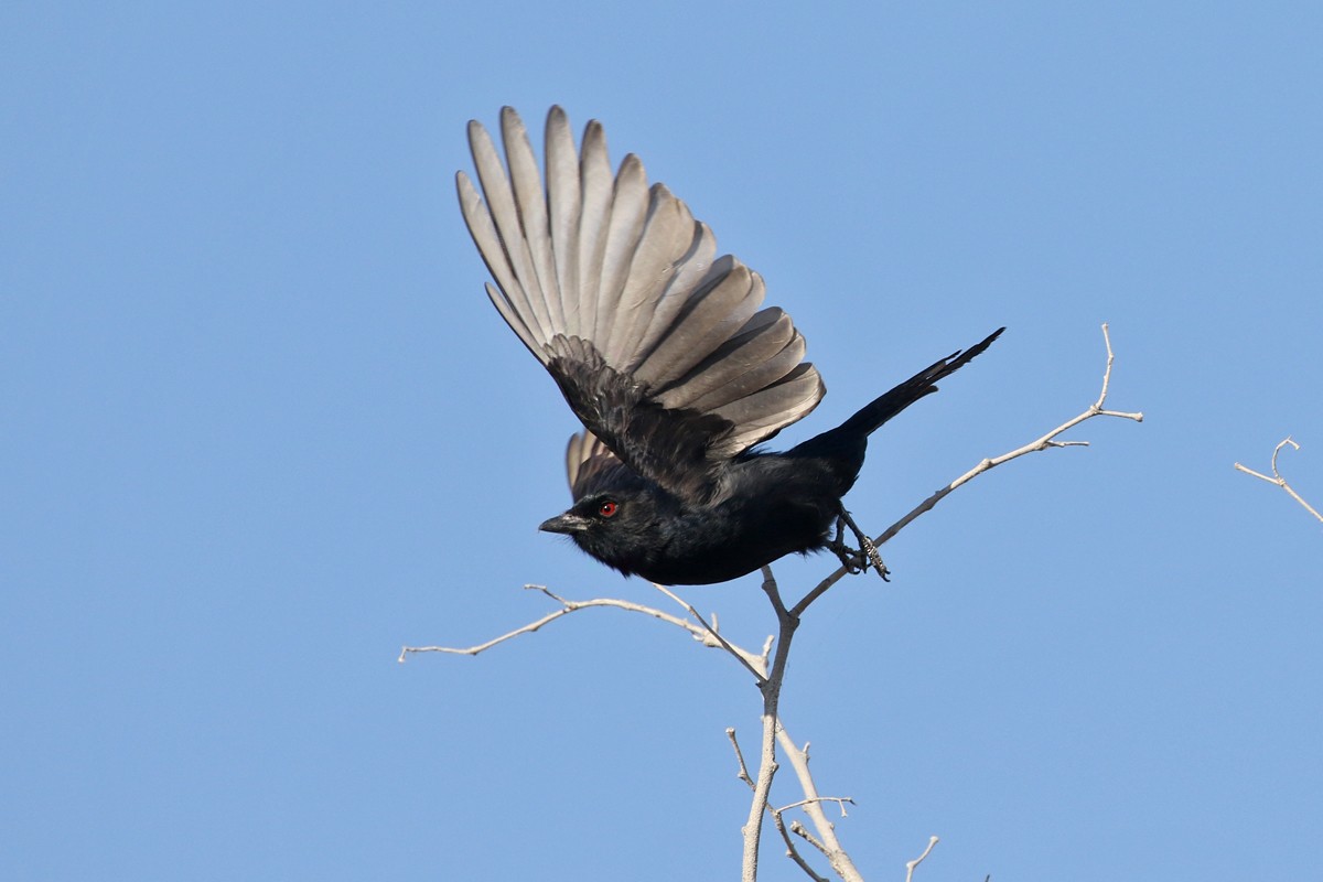 Fork-tailed Drongo - Charley Hesse TROPICAL BIRDING