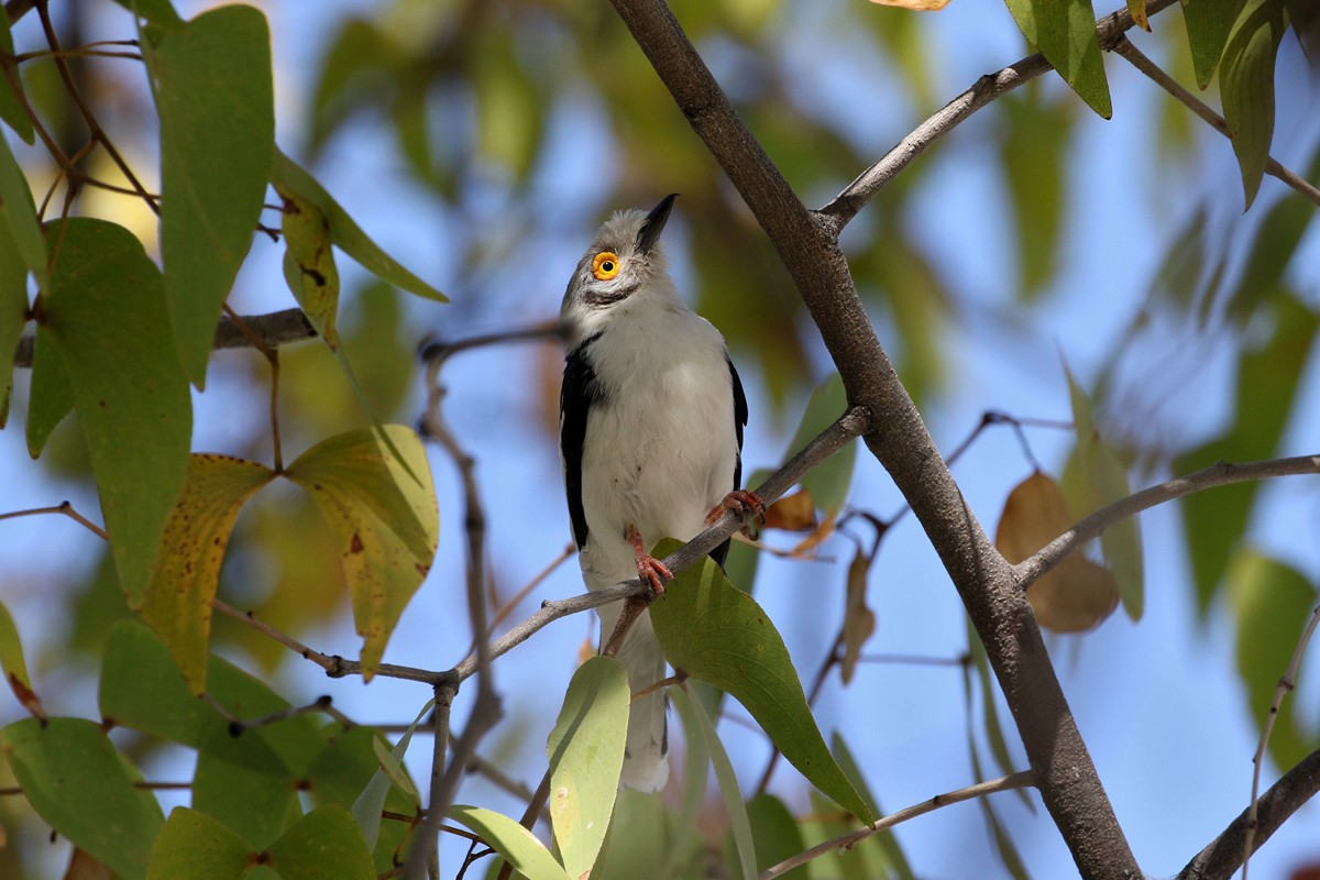 White Helmetshrike (Yellow-eyed) - ML67701781