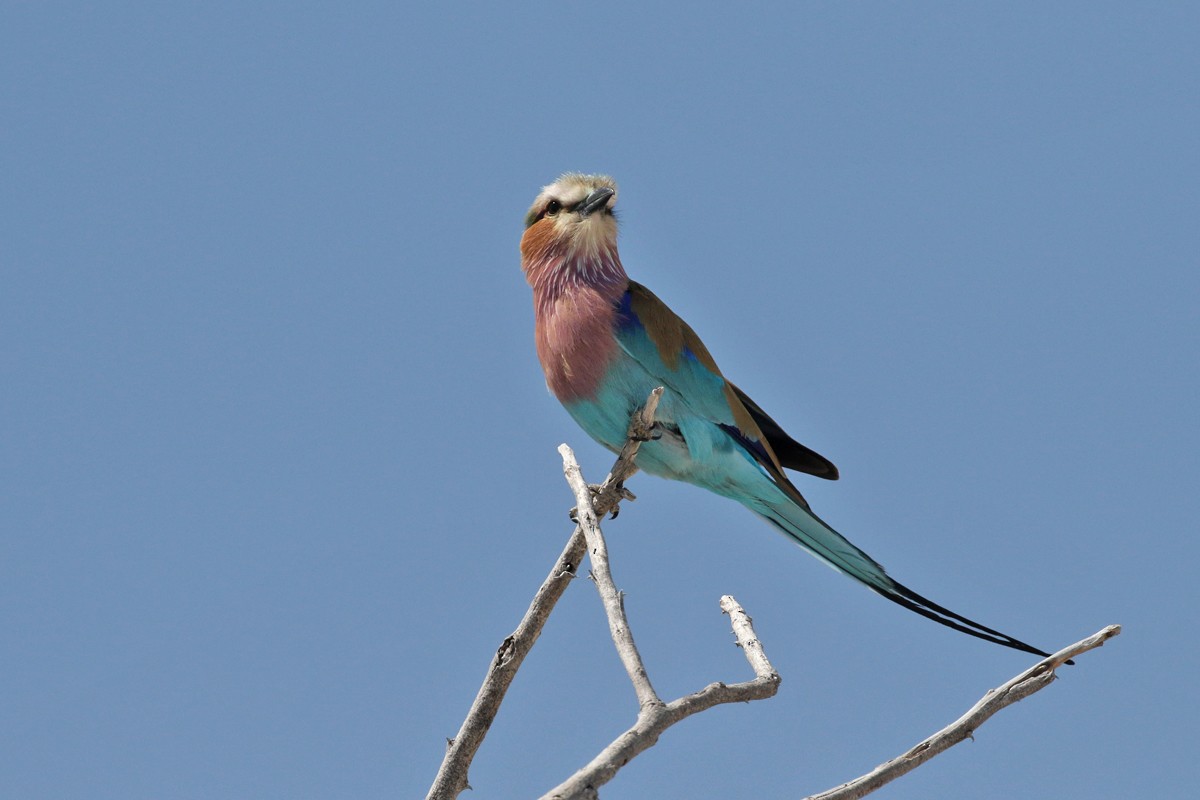 Lilac-breasted Roller - Charley Hesse TROPICAL BIRDING