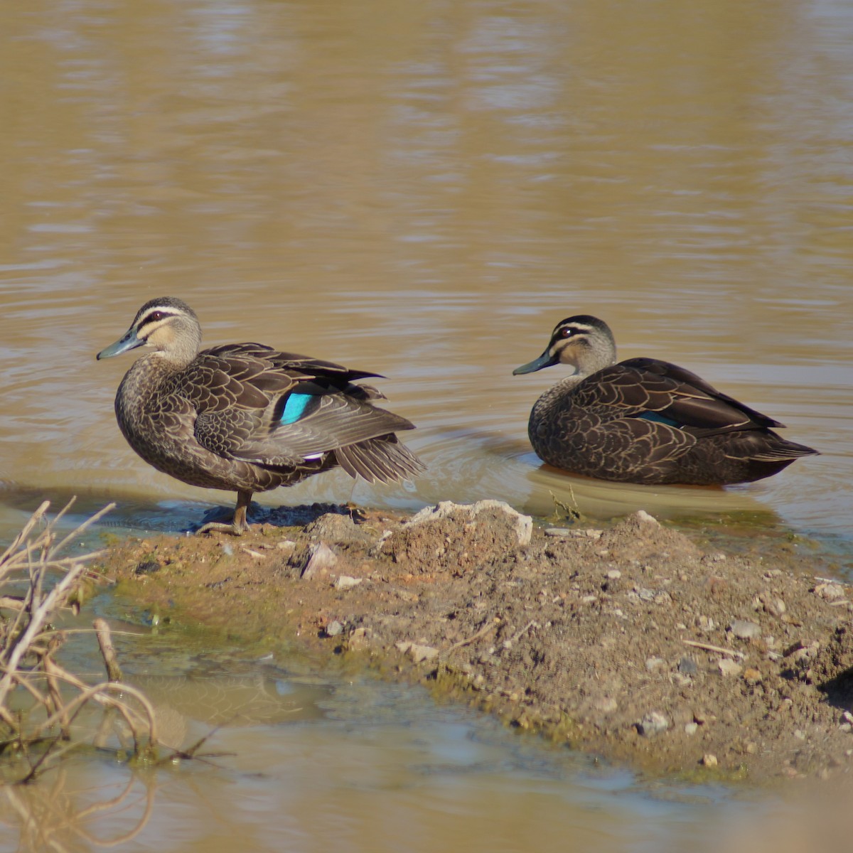 Canard à sourcils - ML67703011