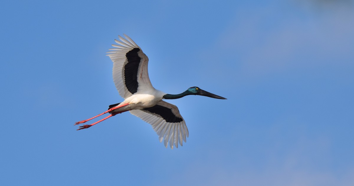 Black-necked Stork - Chris Wills