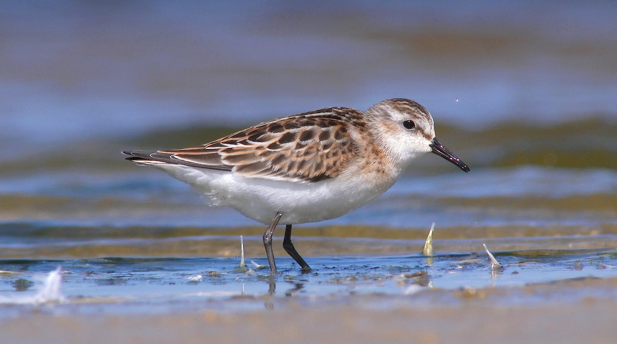 Little Stint - Paulo Belo