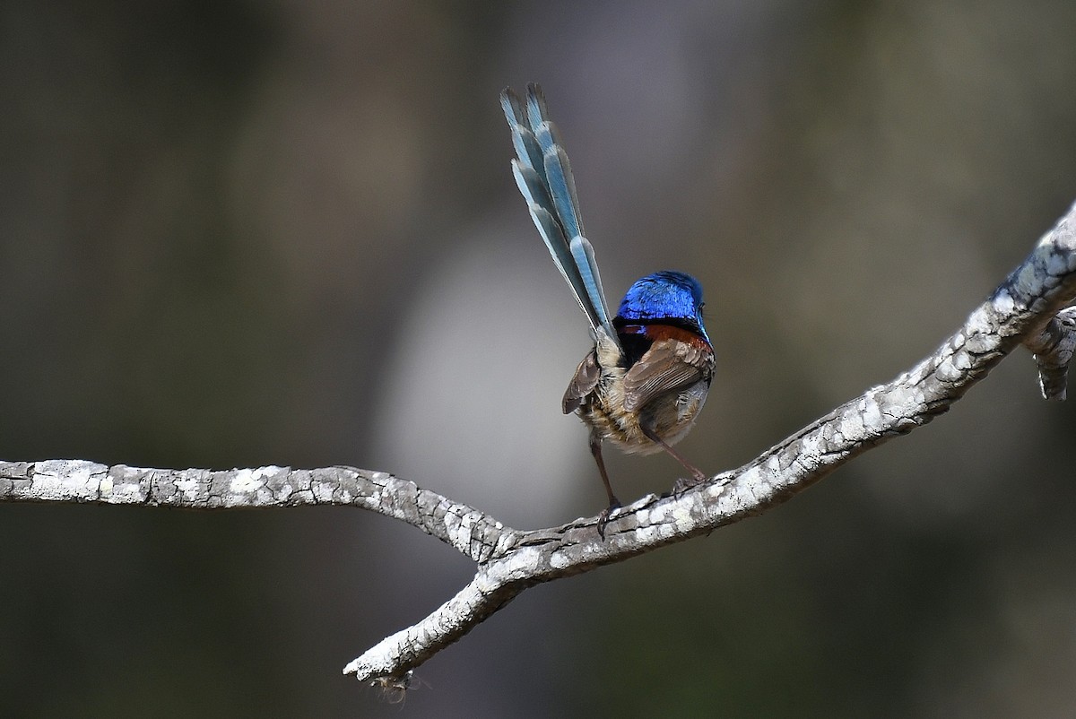 Variegated Fairywren - ML67705801