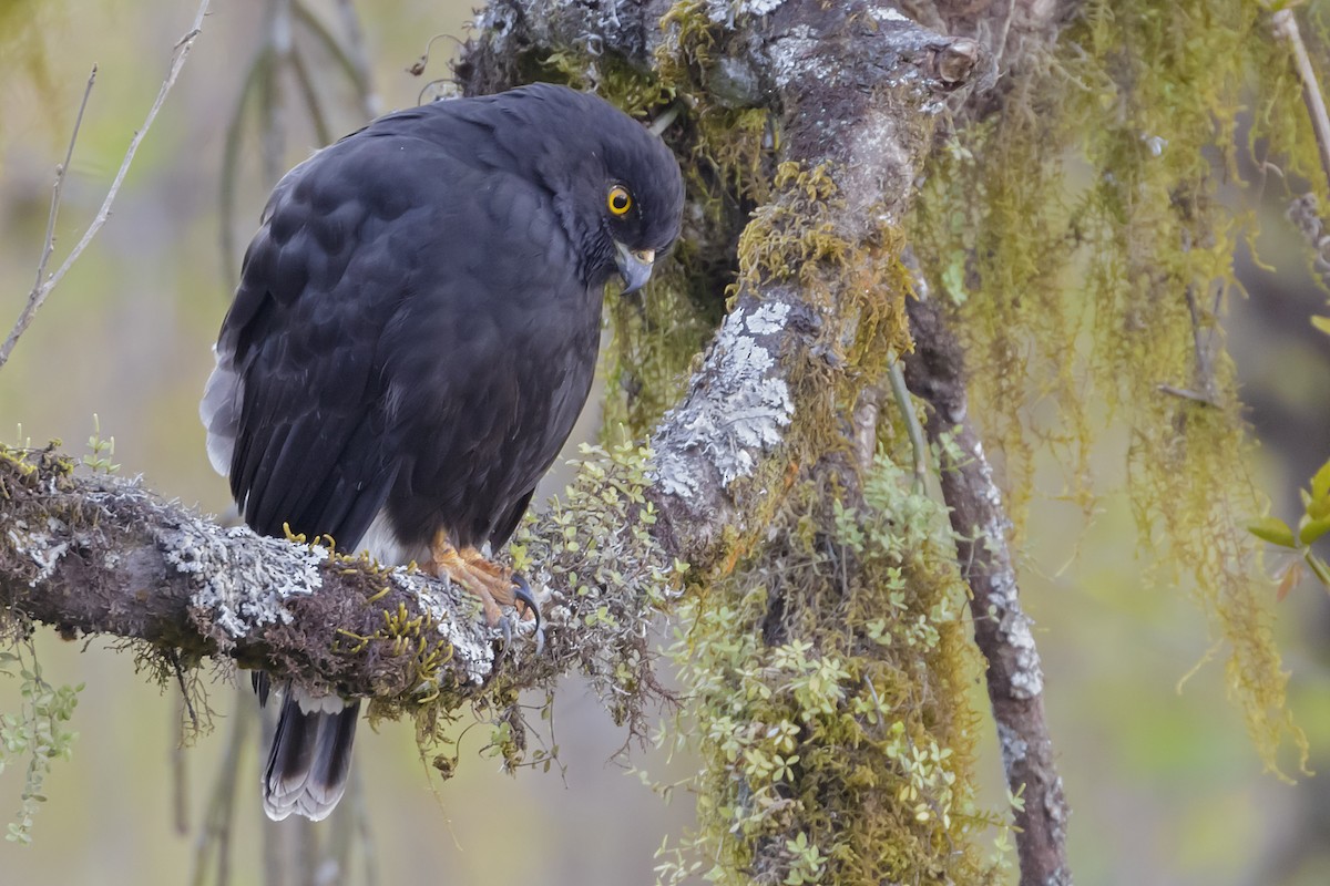 White-rumped Hawk - ML67705861