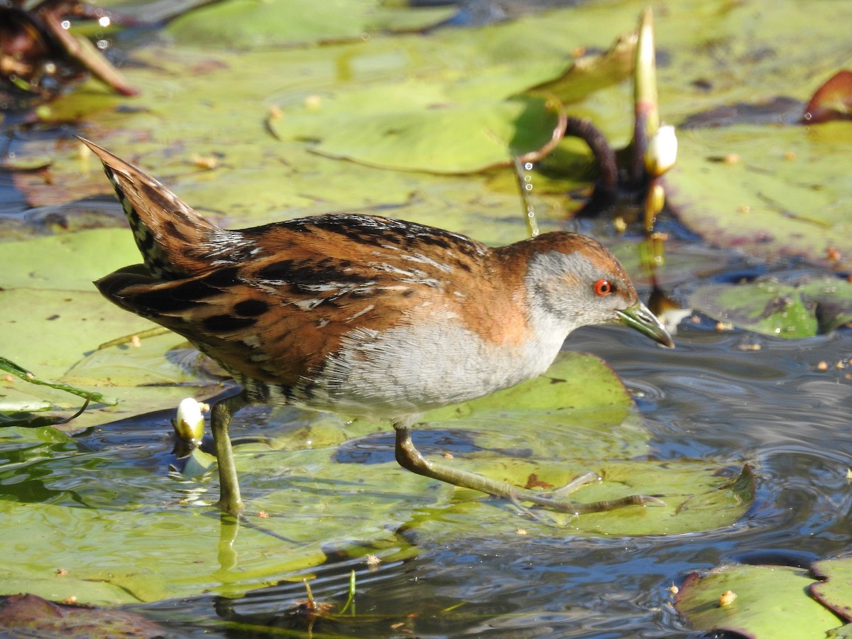 Baillon's Crake - ML67705901