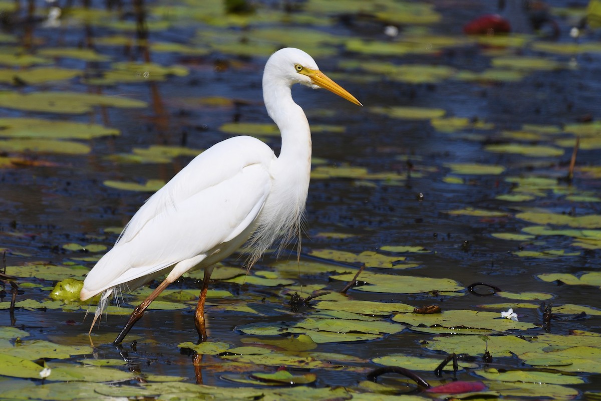 Plumed Egret - Terence Alexander