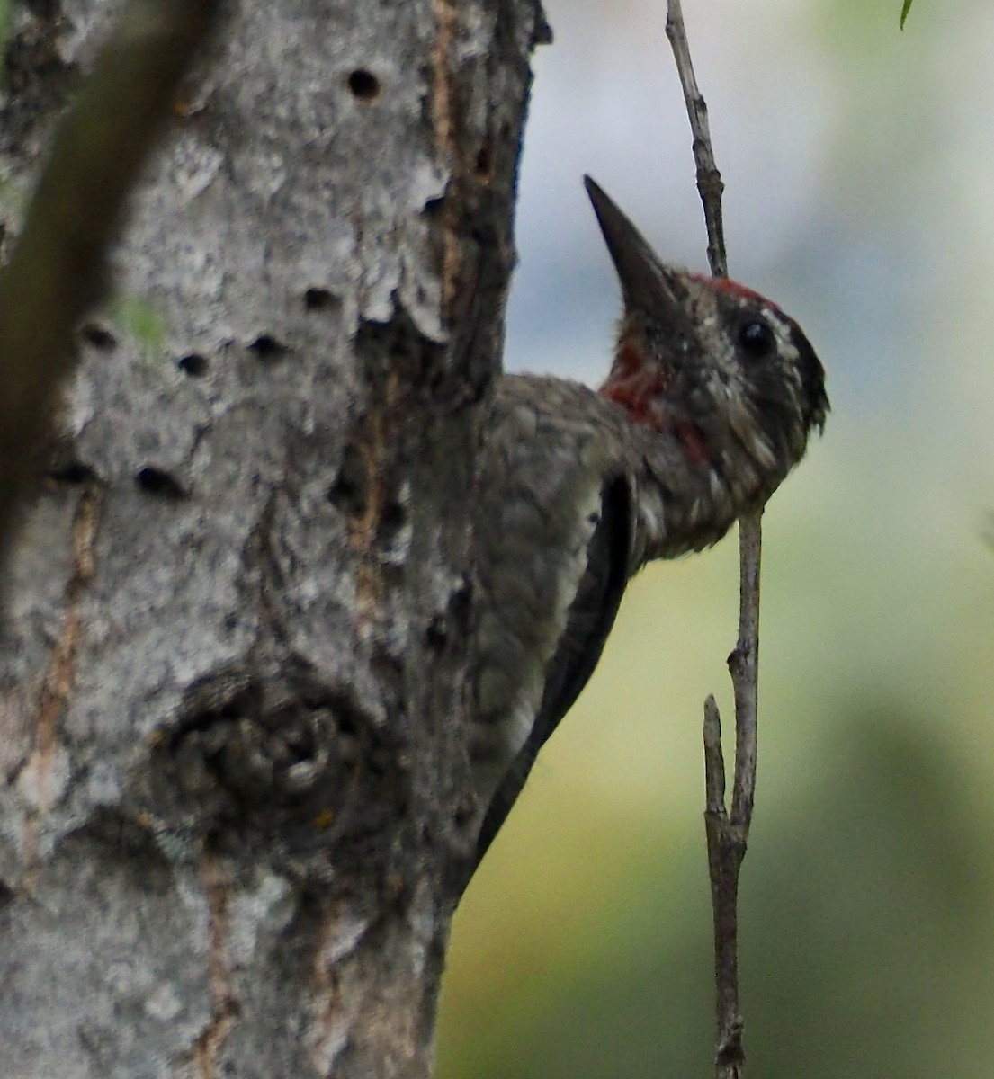 Red-naped Sapsucker - Rob Worona