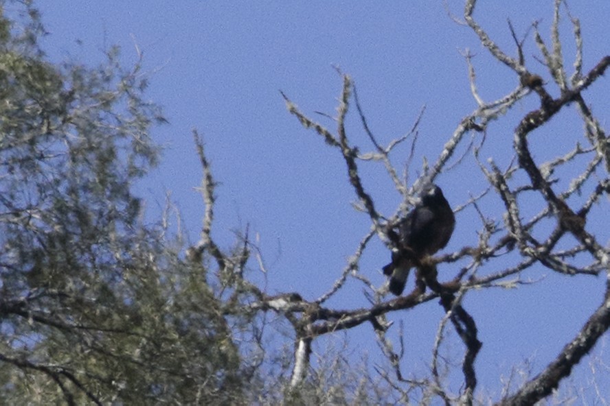 Black-and-chestnut Eagle - ML67707931