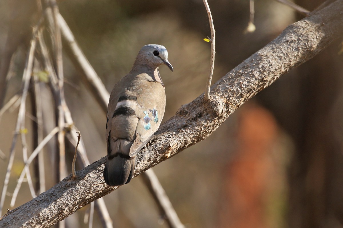 Emerald-spotted Wood-Dove - Charley Hesse TROPICAL BIRDING